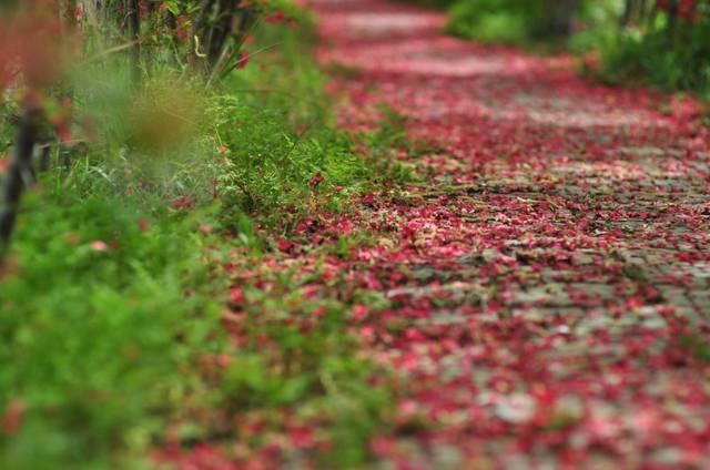 最新电视纪录片武汉日记 观看武汉日记的感悟(九篇)