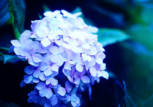 经济管理专业求职意向 经济管理专业简历(9篇)