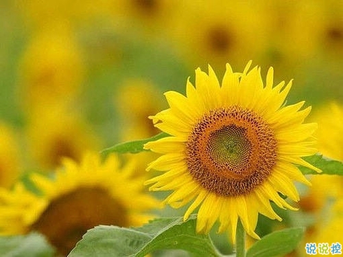 社会实践经典读物心得体会及收获 寒假社会实践收获心得体会(模板8篇)